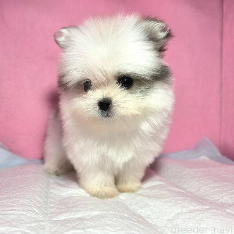 成約済の静岡県のポメマル:ポメラニアン×マルチーズ-421006の12枚目