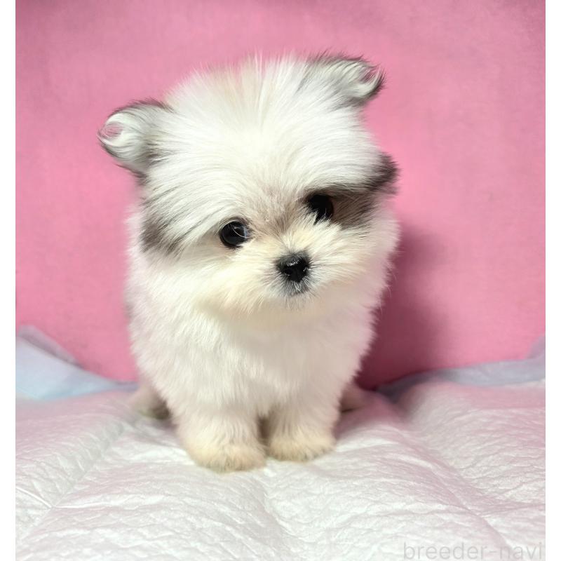 成約済の静岡県のポメマル:ポメラニアン×マルチーズ-421006の11枚目