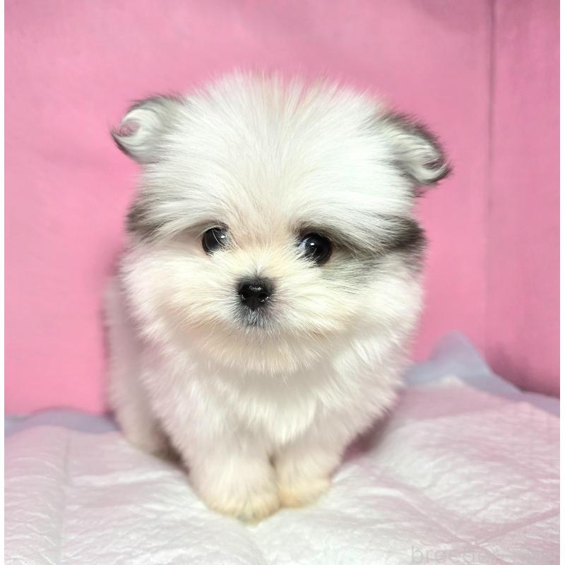 成約済の静岡県のポメマル:ポメラニアン×マルチーズ-421006の10枚目