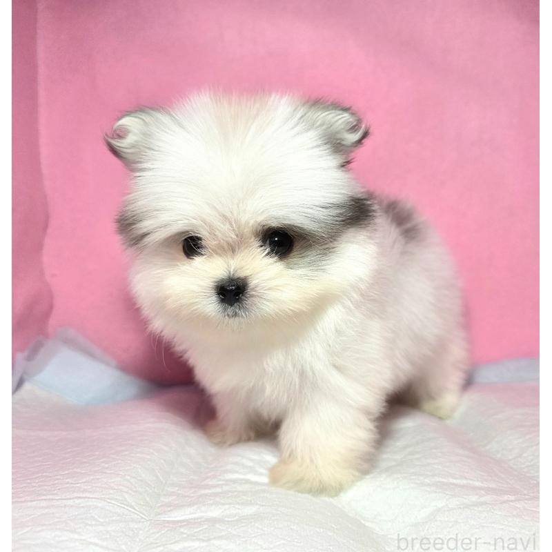 成約済の静岡県のポメマル:ポメラニアン×マルチーズ-421006の9枚目