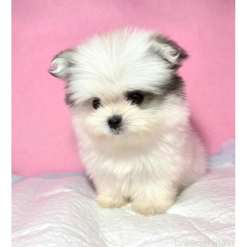 成約済の静岡県のポメマル:ポメラニアン×マルチーズ-421006の8枚目