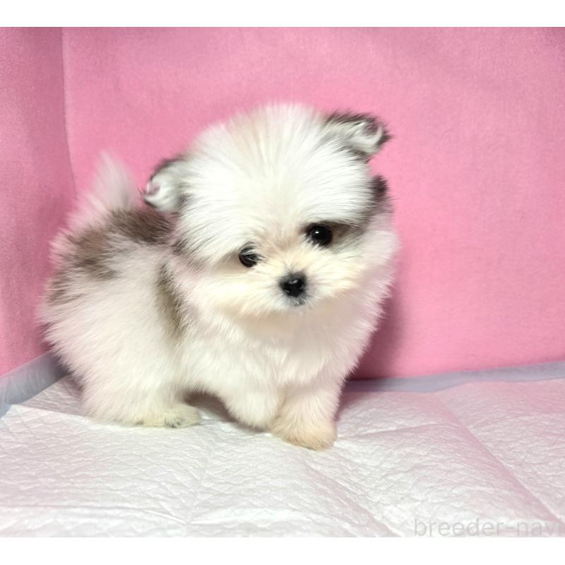 成約済の静岡県のポメマル:ポメラニアン×マルチーズ-421006の7枚目