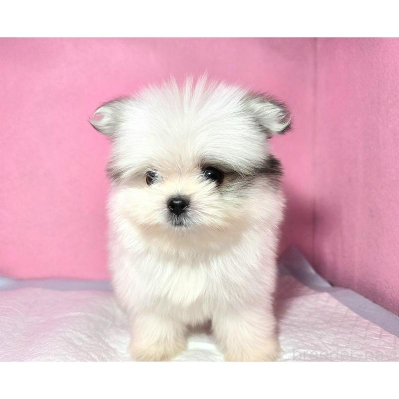 成約済の静岡県のポメマル:ポメラニアン×マルチーズ-421006の6枚目