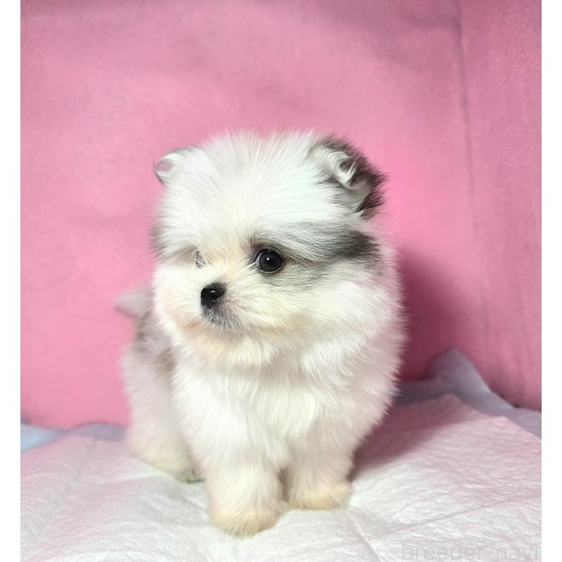 成約済の静岡県のポメマル:ポメラニアン×マルチーズ-421006の5枚目