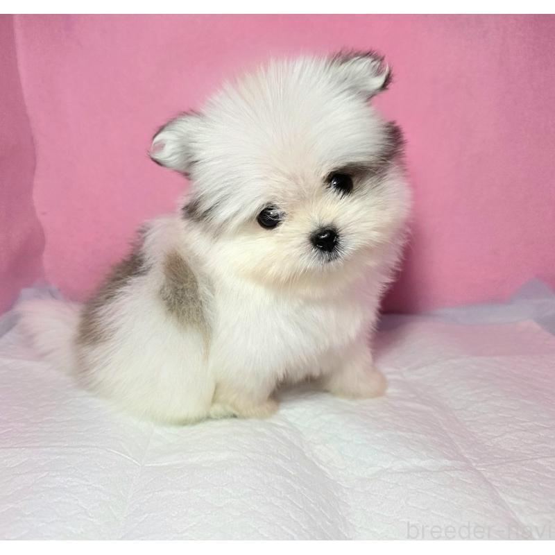 成約済の静岡県のポメマル:ポメラニアン×マルチーズ-421006の4枚目
