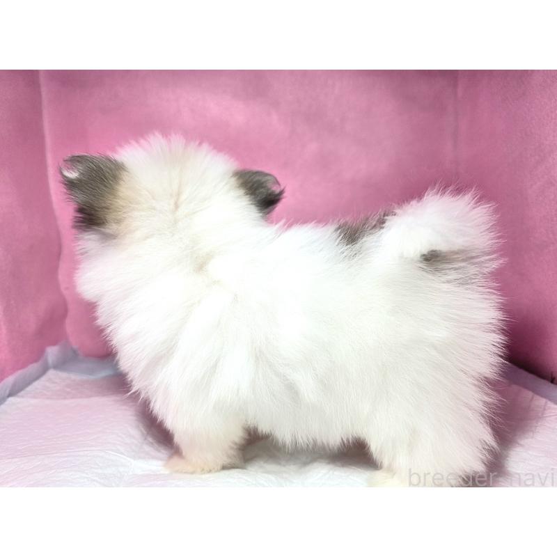 成約済の静岡県のポメマル:ポメラニアン×マルチーズ-421006の3枚目