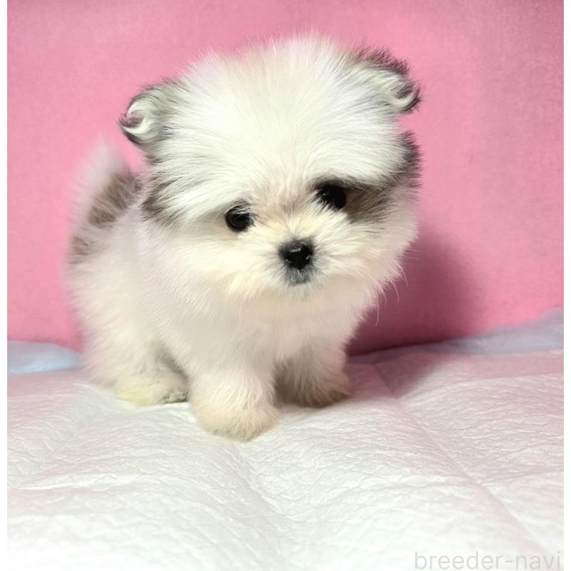 成約済の静岡県のポメマル:ポメラニアン×マルチーズ-421006の2枚目