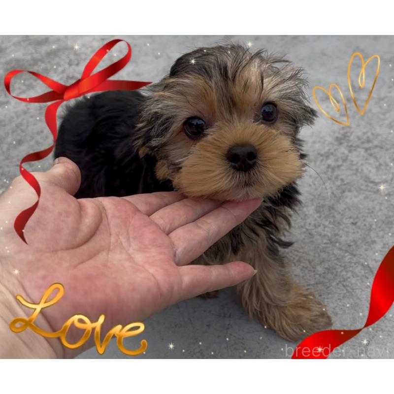 販売中の東京都のヨークシャーテリア-420179