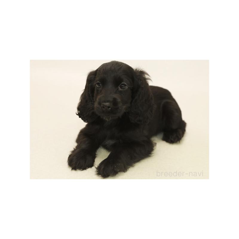 販売中の神奈川県のイングリッシュコッカースパニエル-410308