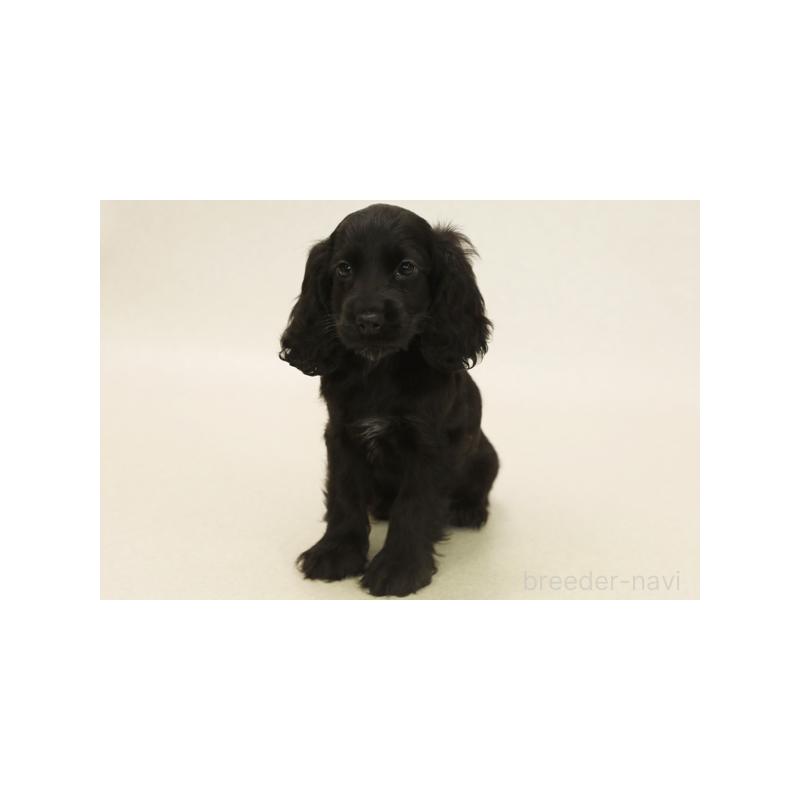 成約済の神奈川県のイングリッシュコッカースパニエル-410308の2枚目