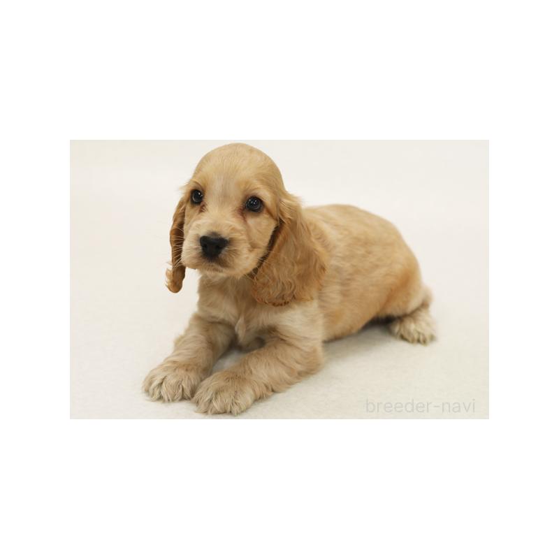 成約済の神奈川県のイングリッシュコッカースパニエル-415219の1枚目