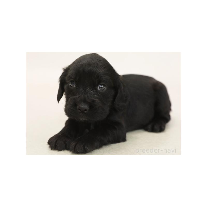 販売中の神奈川県のイングリッシュコッカースパニエル-420308