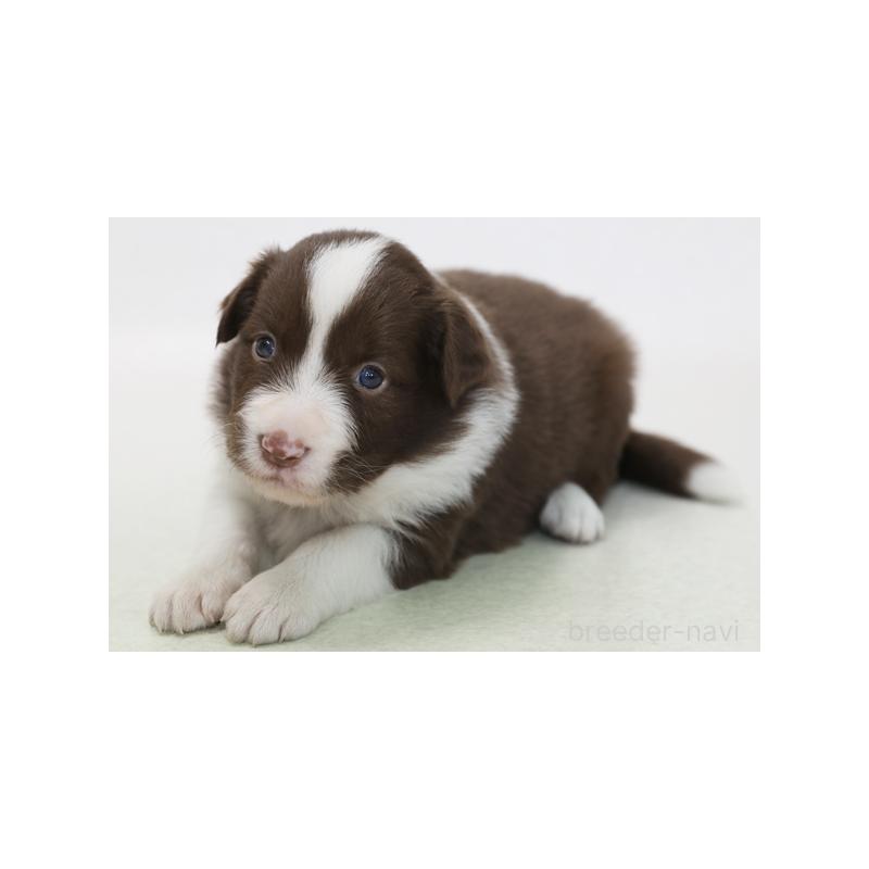 販売中の神奈川県のボーダーコリー-422117