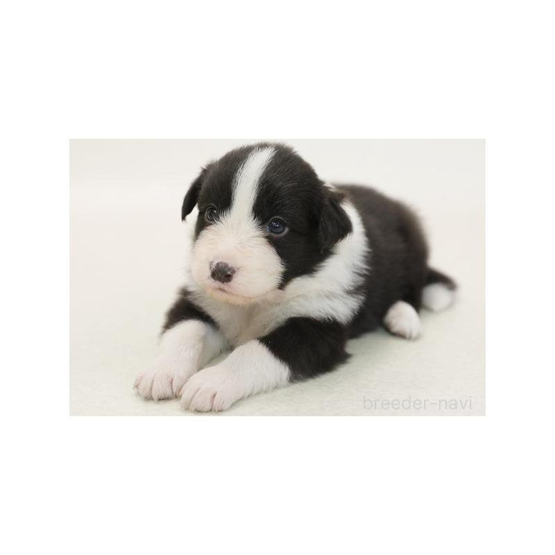 販売中の神奈川県のボーダーコリー-422118