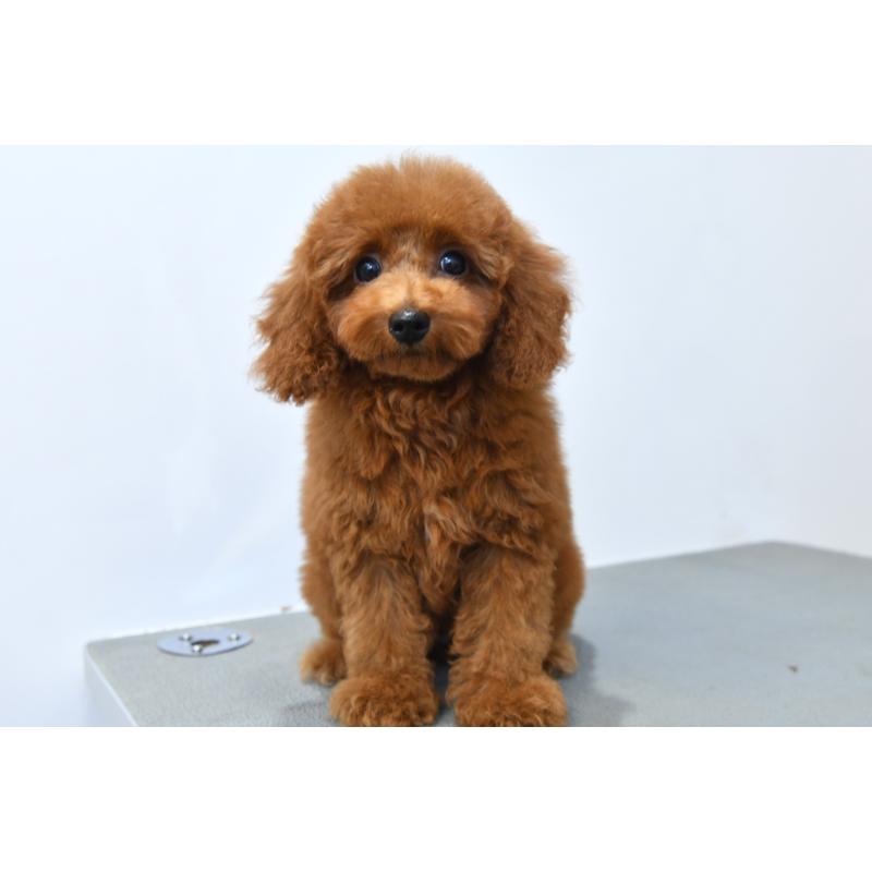 販売中の福岡県のティーカッププードル-422822の5枚目