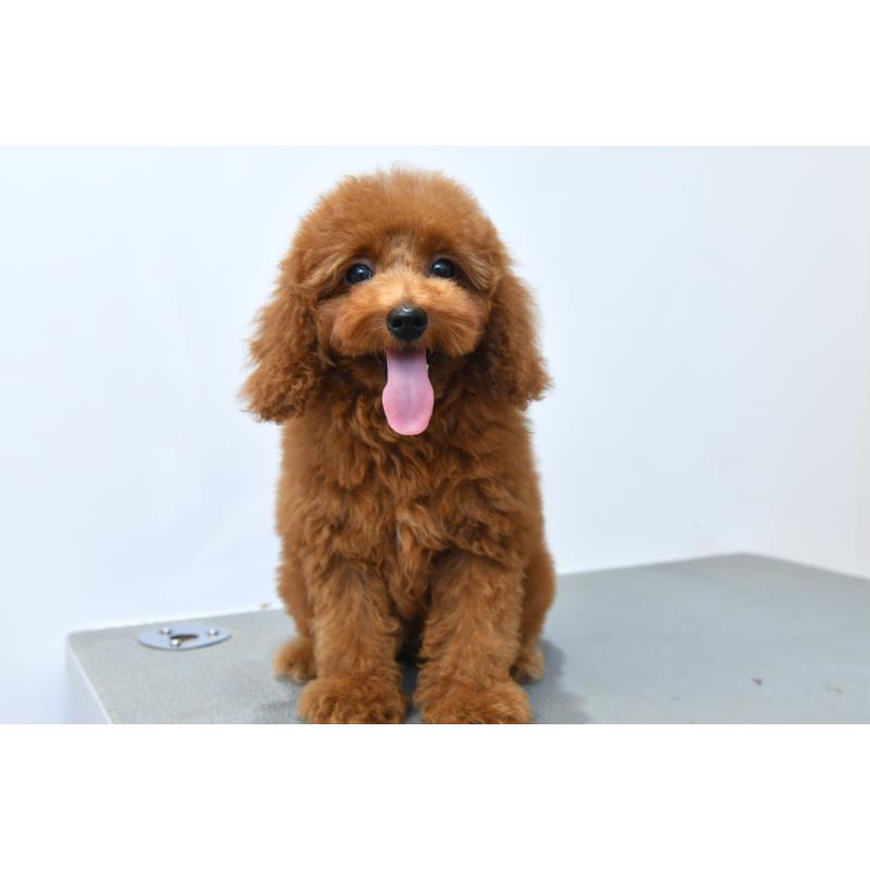 販売中の福岡県のティーカッププードル-422822の4枚目