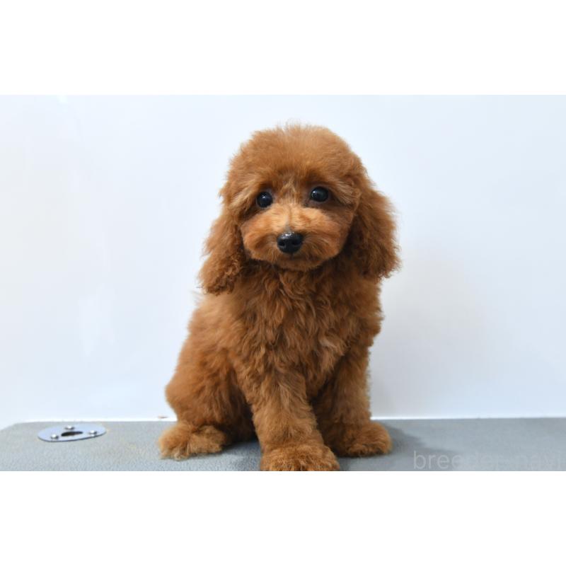 販売中の福岡県のティーカッププードル-422822の3枚目