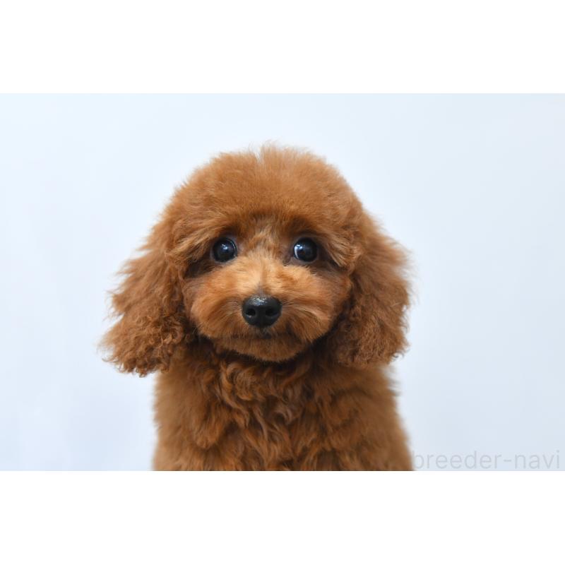 販売中の福岡県のティーカッププードル-422822の2枚目