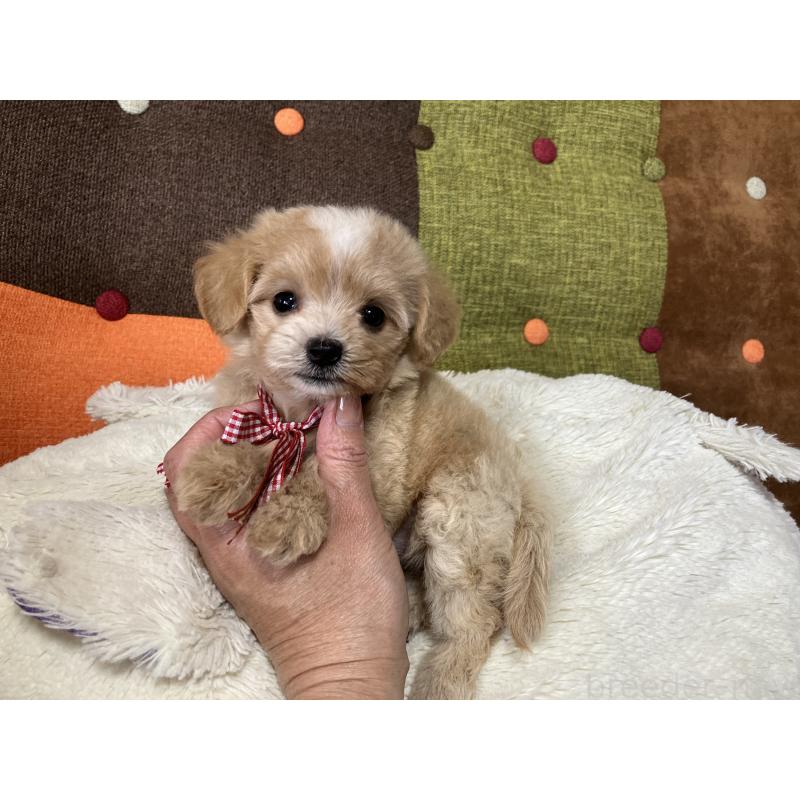 販売中の福岡県のマルプー:マルチーズ×トイプードル-422823