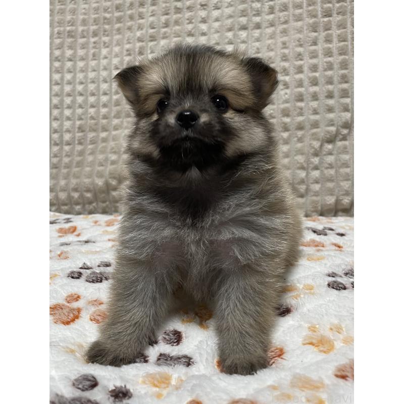 販売中の大阪府のポメチワ:ポメラニアン×チワワ-422824の10枚目