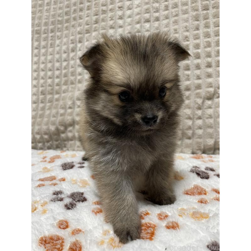 販売中の大阪府のポメチワ:ポメラニアン×チワワ-422824の9枚目