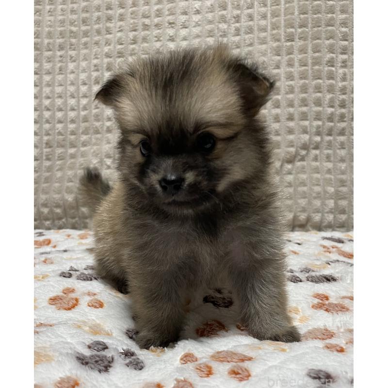 販売中の大阪府のポメチワ:ポメラニアン×チワワ-422824の8枚目