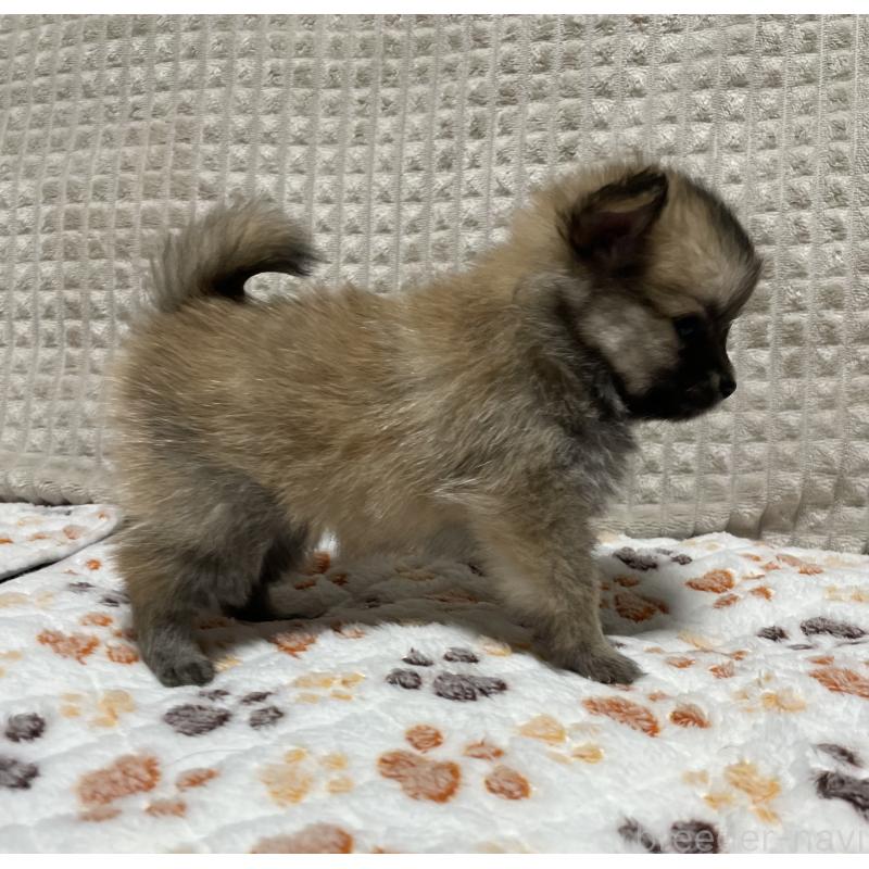 販売中の大阪府のポメチワ:ポメラニアン×チワワ-422824の7枚目