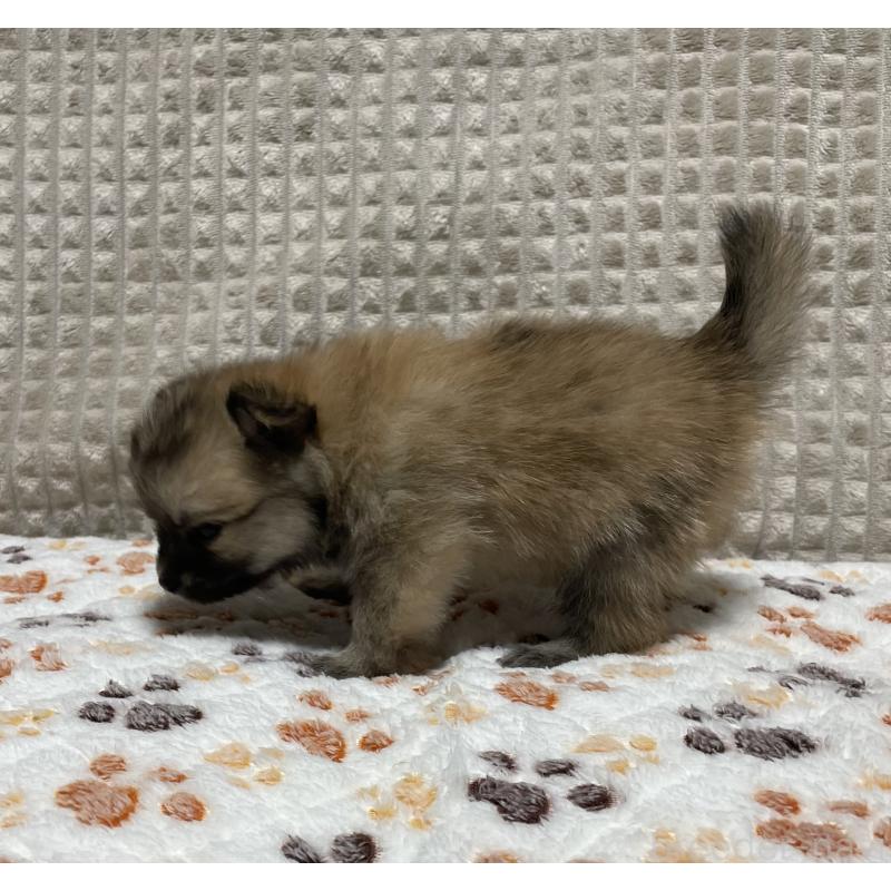 販売中の大阪府のポメチワ:ポメラニアン×チワワ-422824の6枚目