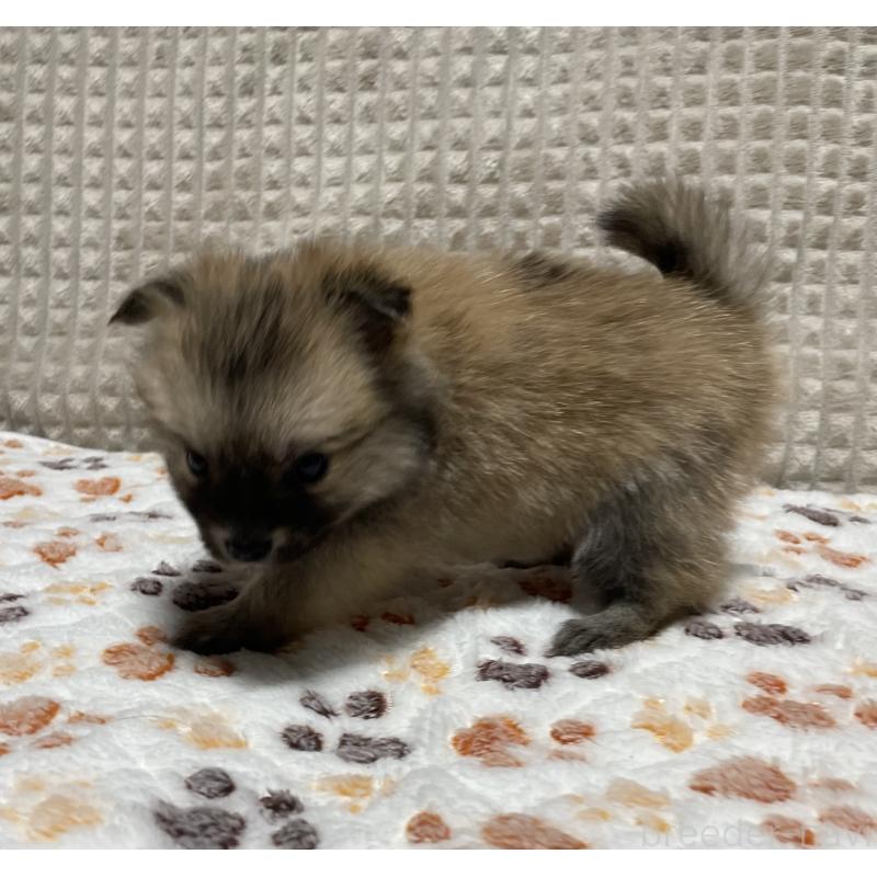 販売中の大阪府のポメチワ:ポメラニアン×チワワ-422824の5枚目