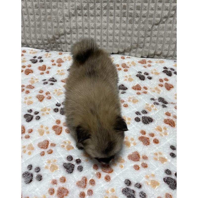 販売中の大阪府のポメチワ:ポメラニアン×チワワ-422824の4枚目