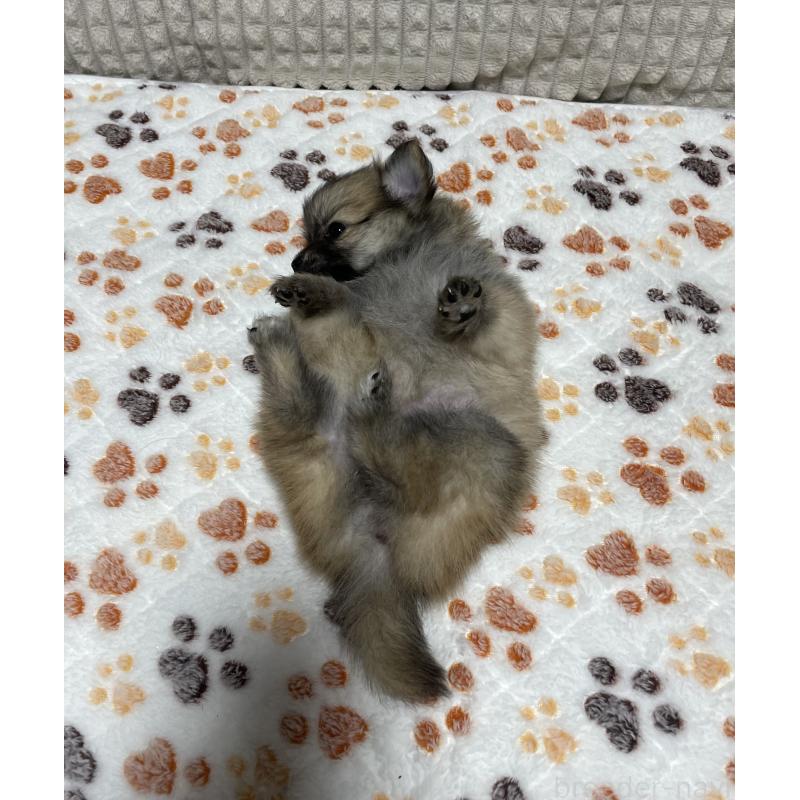 販売中の大阪府のポメチワ:ポメラニアン×チワワ-422824の3枚目