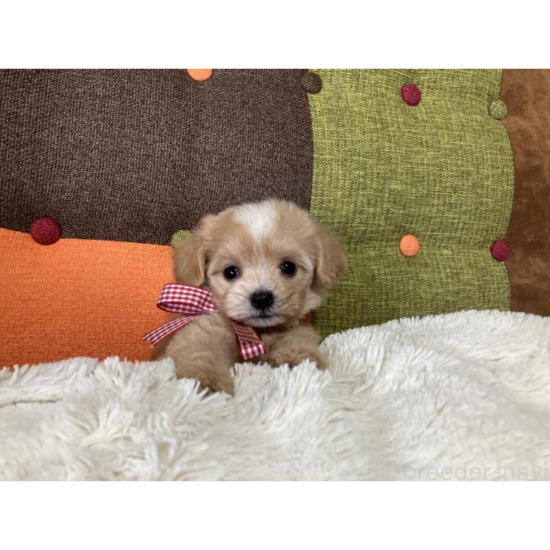 販売中の福岡県のマルプー:マルチーズ×トイプードル-422823の11枚目