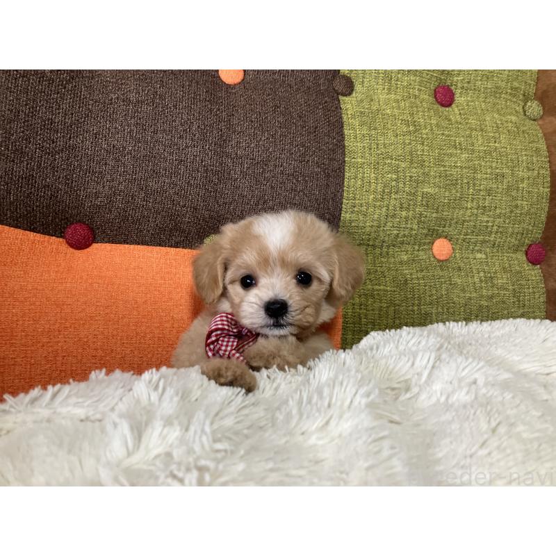 販売中の福岡県のマルプー:マルチーズ×トイプードル-422823の10枚目