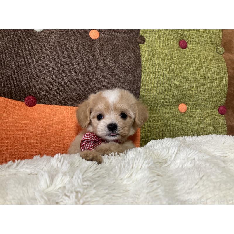 販売中の福岡県のマルプー:マルチーズ×トイプードル-422823の9枚目