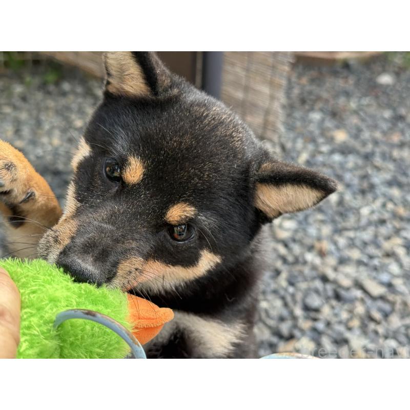 販売中の岡山県の豆柴-391438の2枚目