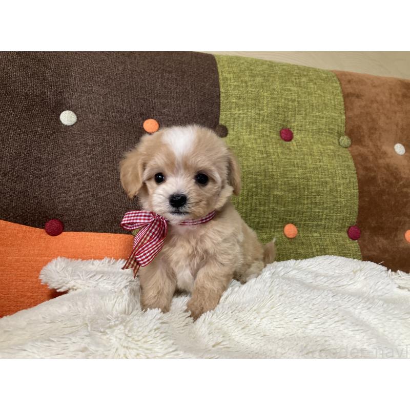 販売中の福岡県のマルプー:マルチーズ×トイプードル-422823の8枚目