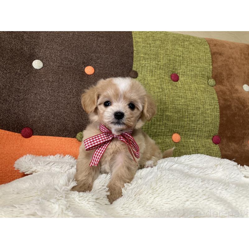 販売中の福岡県のマルプー:マルチーズ×トイプードル-422823の7枚目