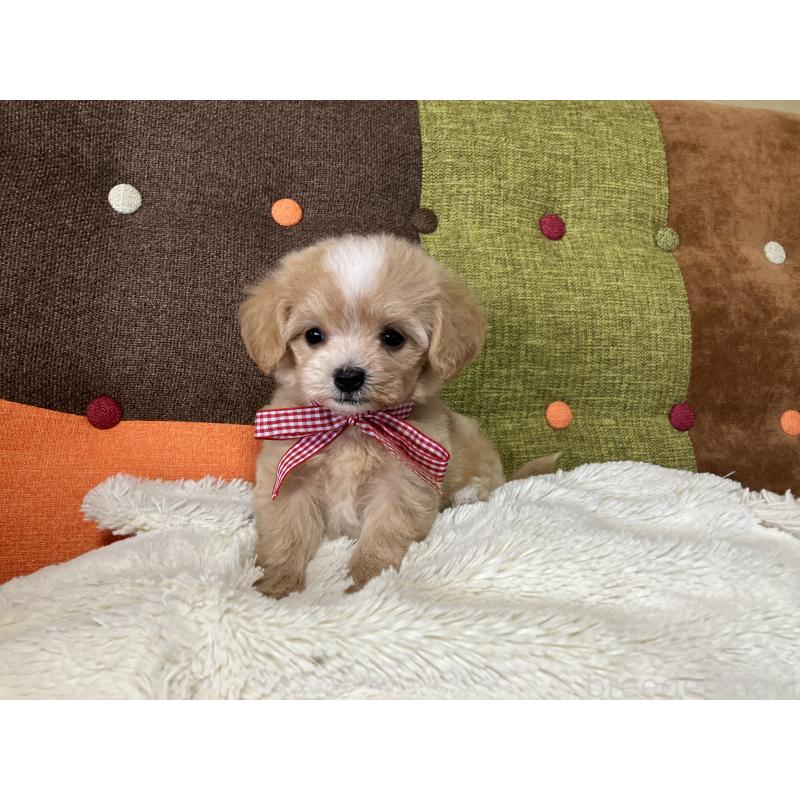 販売中の福岡県のマルプー:マルチーズ×トイプードル-422823の6枚目