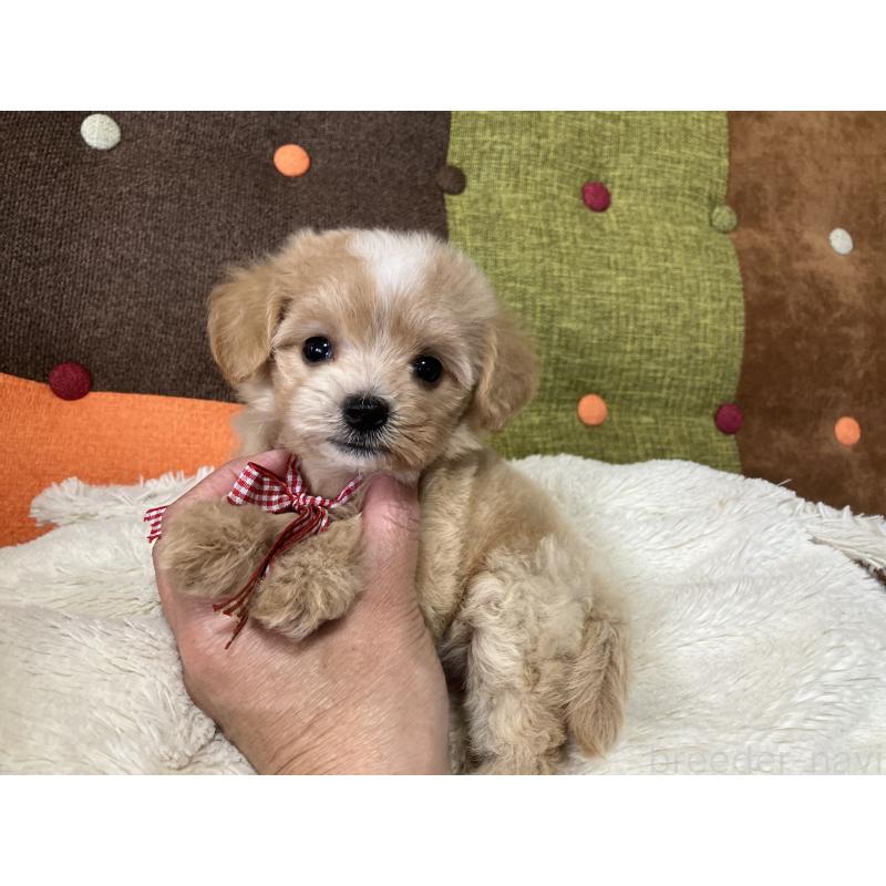 販売中の福岡県のマルプー:マルチーズ×トイプードル-422823の5枚目