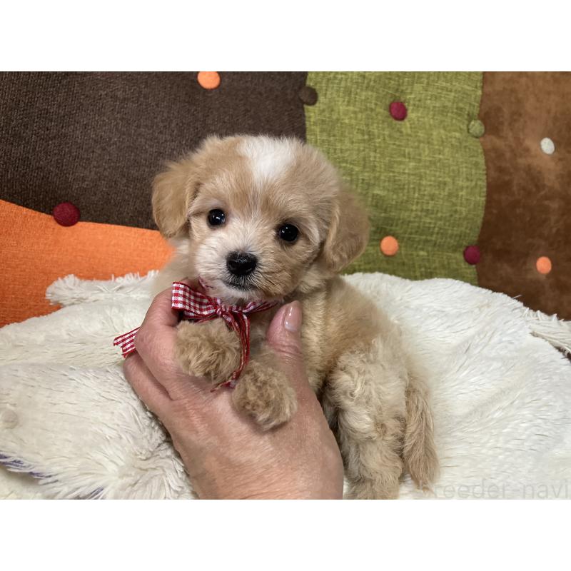 販売中の福岡県のマルプー:マルチーズ×トイプードル-422823の4枚目