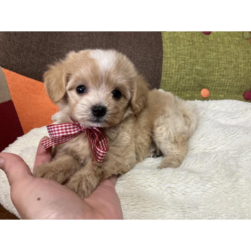 販売中の福岡県のマルプー:マルチーズ×トイプードル-422823の3枚目