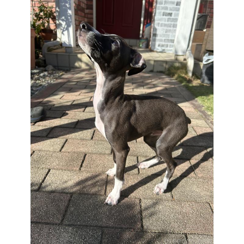 成約済の群馬県のイタリアングレーハウンド(イタグレ)-409422の3枚目