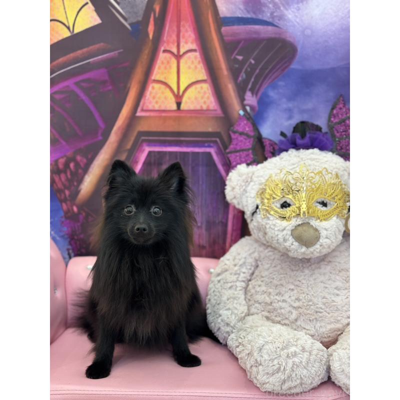 販売中の和歌山県のポメラニアン-367347の2枚目