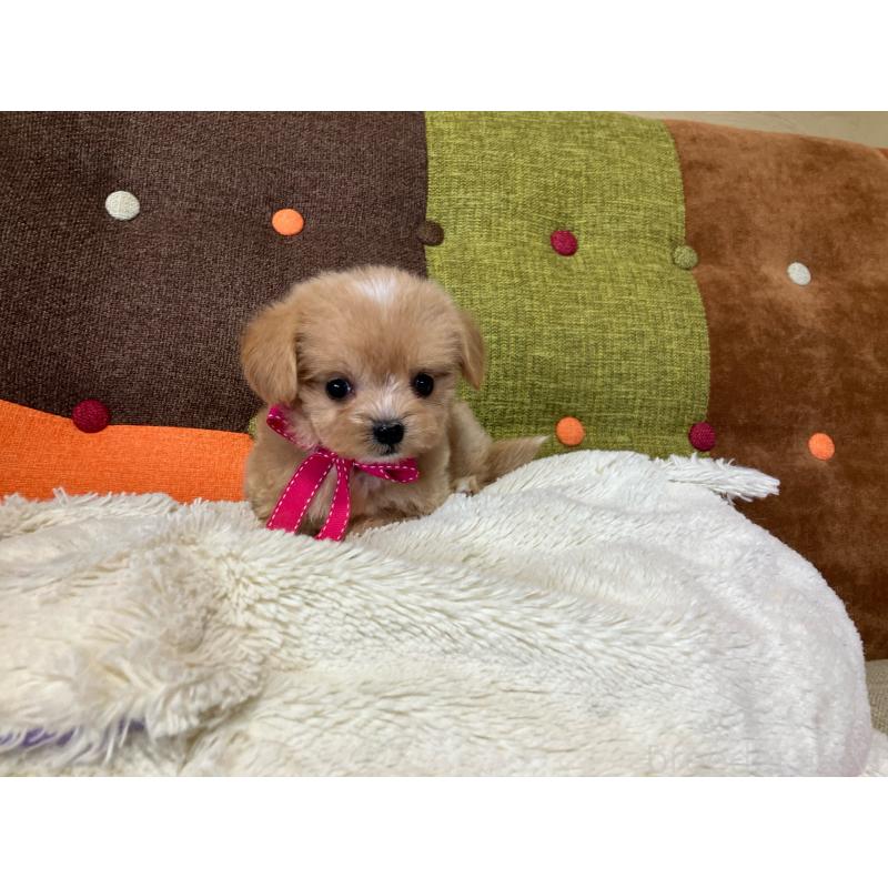 販売中の福岡県のマルプー:マルチーズ×トイプードル-422825の12枚目