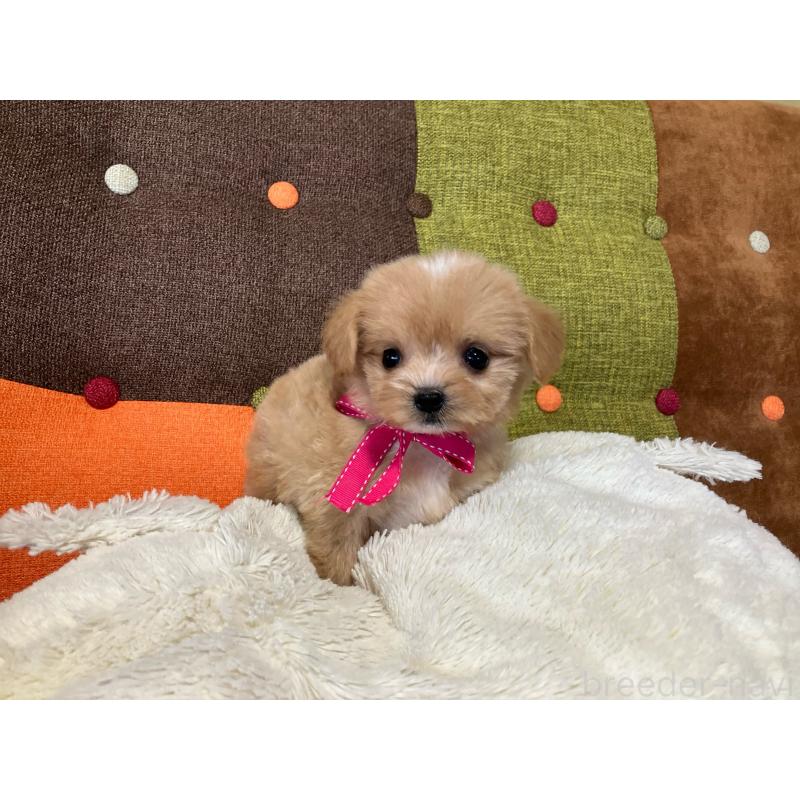 販売中の福岡県のマルプー:マルチーズ×トイプードル-422825の11枚目