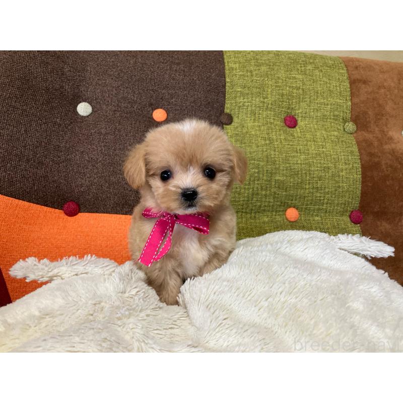 販売中の福岡県のマルプー:マルチーズ×トイプードル-422825の10枚目