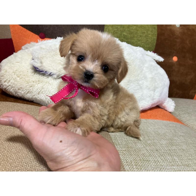 販売中の福岡県のマルプー:マルチーズ×トイプードル-422825の9枚目