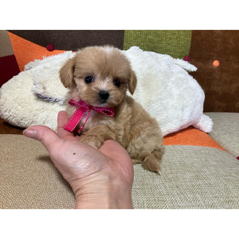 販売中の福岡県のマルプー:マルチーズ×トイプードル-422825の8枚目