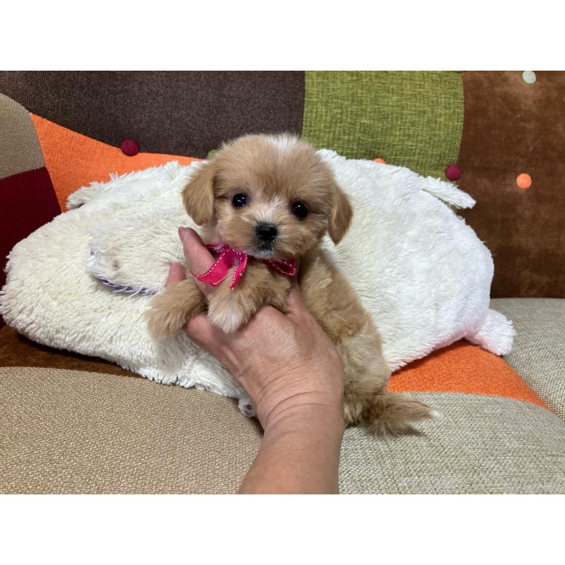 販売中の福岡県のマルプー:マルチーズ×トイプードル-422825の7枚目