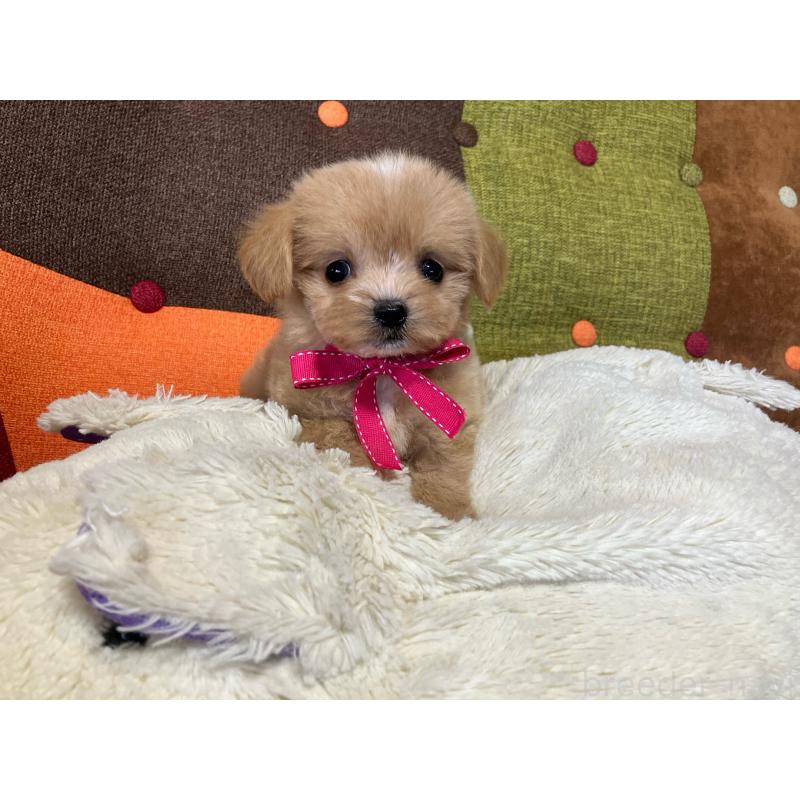 販売中の福岡県のマルプー:マルチーズ×トイプードル-422825の6枚目